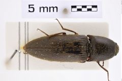Foto (Dorsalansicht) von Melanotus loochoensis (Miwa, 1929) (NHMW-ZOO-COL-0007671)